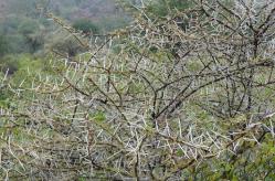 Vicious thorns on Djibouti shrub